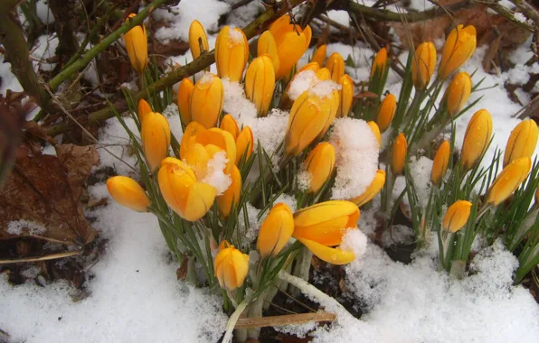 Picture yellow, spring, snowdrops