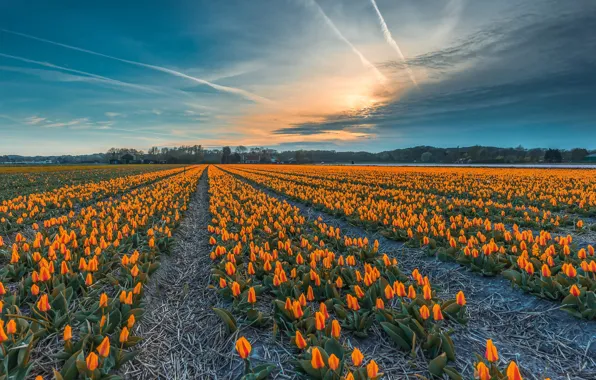 Field, the sky, clouds, flowers, blue, spring, dal, yellow