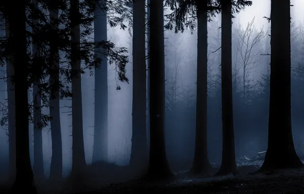 Picture forest, trees, nature, fog