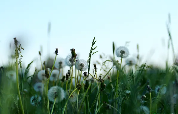 Picture field, summer, nature, dandelion