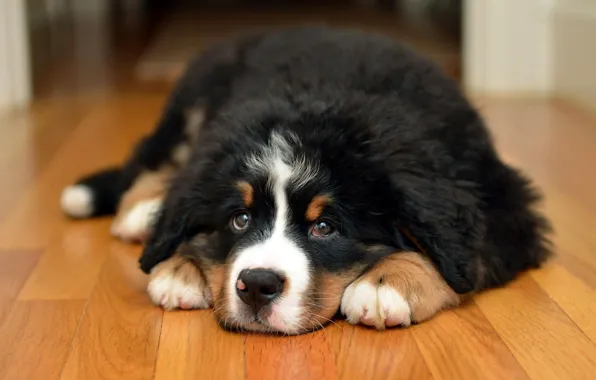 Picture look, face, room, dog, floor, puppy, lies, Bernese mountain dog