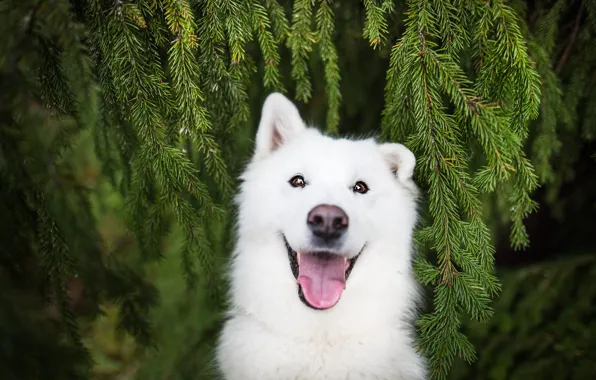 Language, look, face, branches, nature, portrait, dog, white