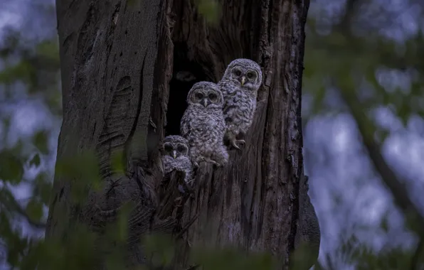 Forest, look, birds, nature, tree, owl, bird, bark