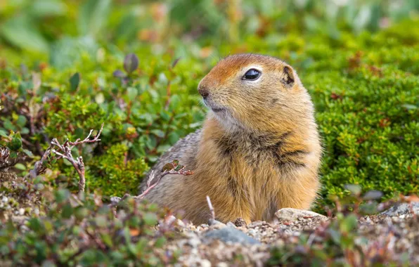 Picture grass, nature, glade, muzzle, sitting, gopher, animal