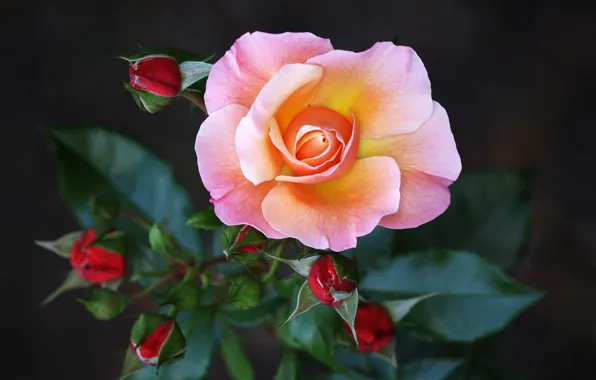 Picture flowers, pink, roses, the dark background, macro, buds