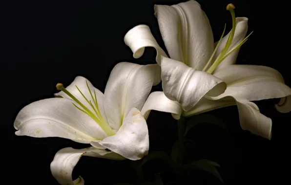 Picture flowers, background, Lily