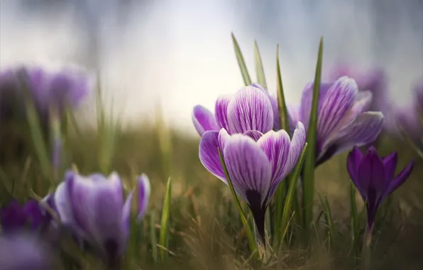 Flowers, spring, crocuses