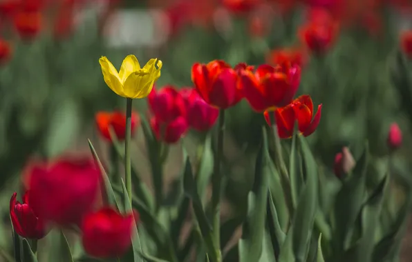 Red, tulips, green, flowerbed