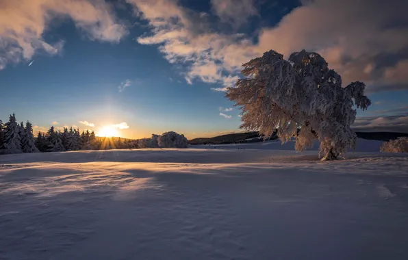 Winter, field, forest, the sky, the sun, clouds, rays, snow