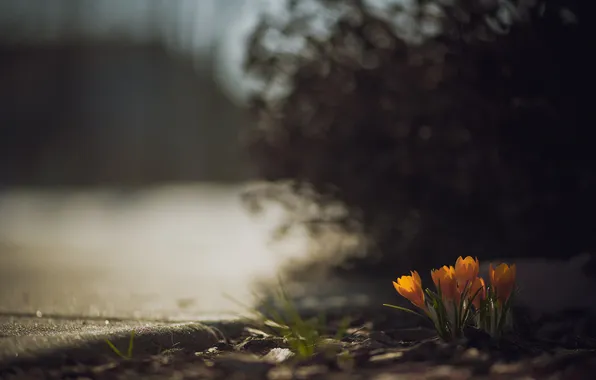 Flowers, background, street