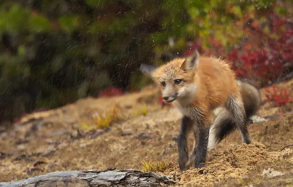 Nature, rain, Fox