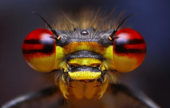 Eyes, insect, antennae, bokeh