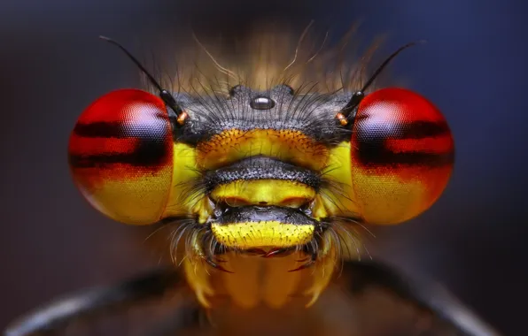 Picture eyes, insect, antennae, bokeh