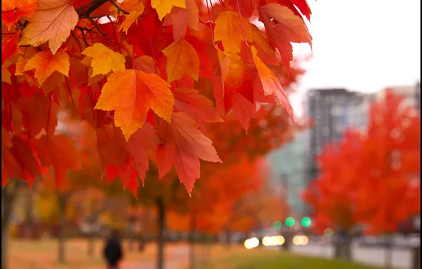 Leaves, Park, branch, maple, autumn