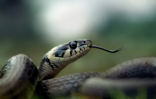 Nature, background, snake