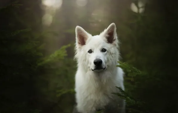 Picture forest, look, face, dog, The white Swiss shepherd dog