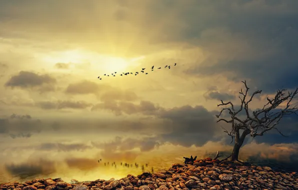The sky, the sun, clouds, light, flight, birds, branches, pebbles