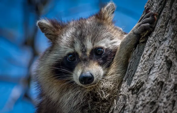 Look, tree, portrait, raccoon, face
