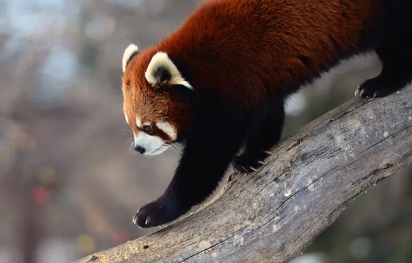 Background, tree, red Panda, firefox