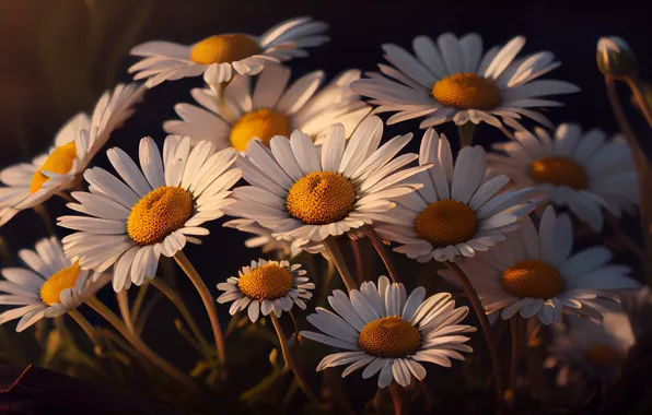Macro, light, flowers, the dark background, chamomile, bouquet, white, leucanthemum