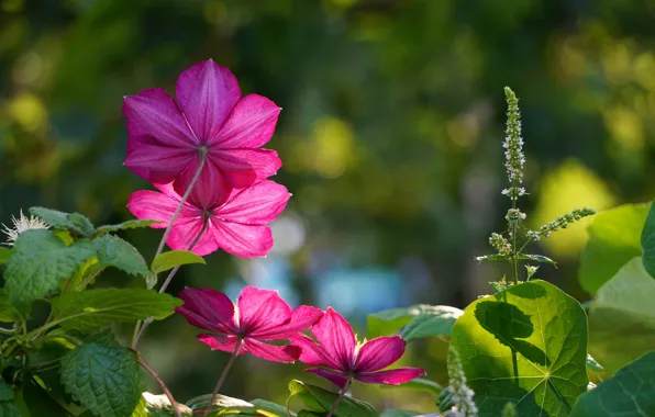 Greens, clematis, clematis