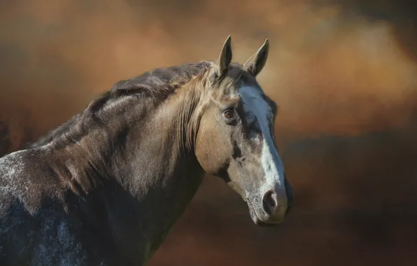Picture look, face, horse, horse, portrait