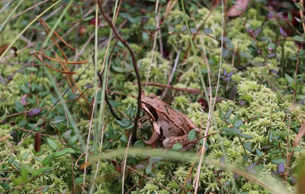 Autumn, foliage, swamp, frog, cranberry