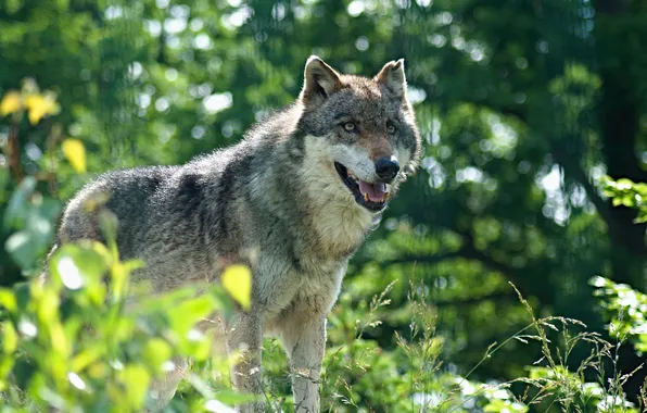 Nature, snow, predator, face, animal, wolf, wolves, wildlife