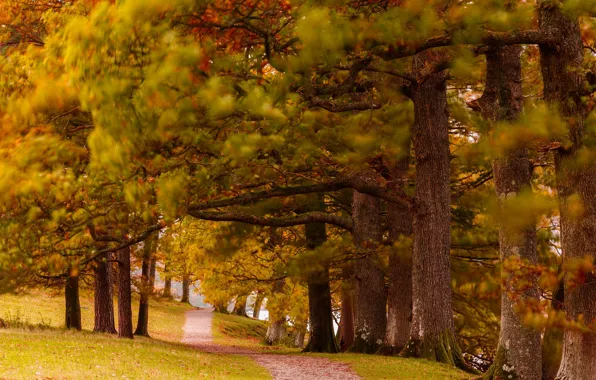 Autumn, nature, Park