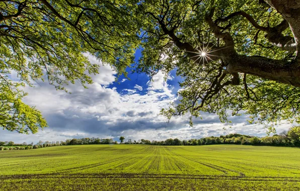 Picture field, summer, the sky, the sun, trees