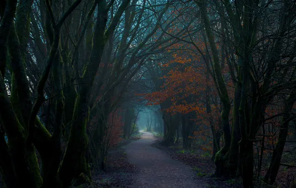 Picture forest, trees, nature, trail, Scotland, UK, Lennoxtown