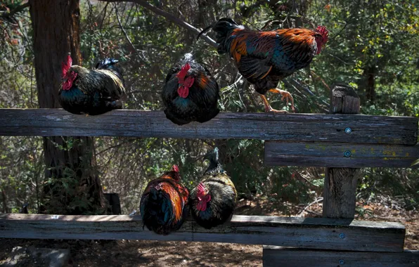 Picture bird, the fence, chicken
