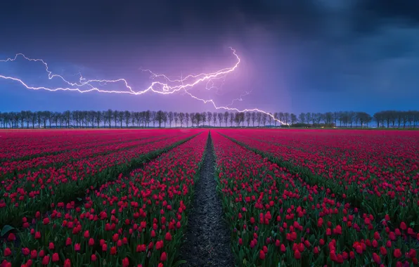 Nature, beauty, nature, night, countryside, Thunderstorm, Red tulips, Aesthetic