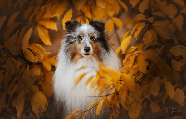 Autumn, face, branches, dog, Sheltie, yellow leaves, Shetland Sheepdog