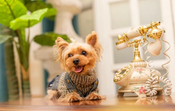 Look, pose, clothing, dog, costume, outfit, image, face