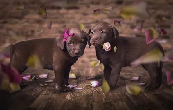 Dogs, flower, look, love, flowers, pose, the dark background, background