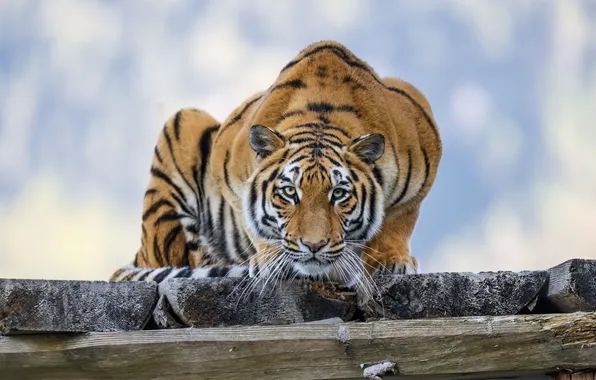 Picture wallpaper, big, tiger, cat, background, predator, blur, bokeh