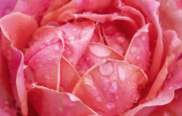 Flower, drops, macro, pink, rose, petals, Bud