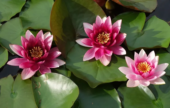 Leaves, flowers, lake, pond, pink, trio, water lilies, pond
