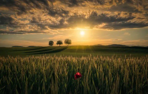 Field, flower, the sun, trees, sunset, Mac, rye, dal