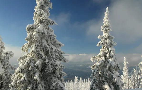 Picture winter, forest, snow, mountains, Czech Republic, Sumava, Bohemia, Prášily