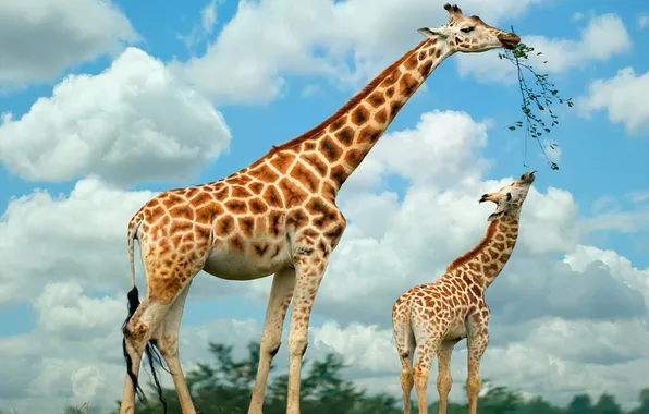 Picture giraffes, Family, eat