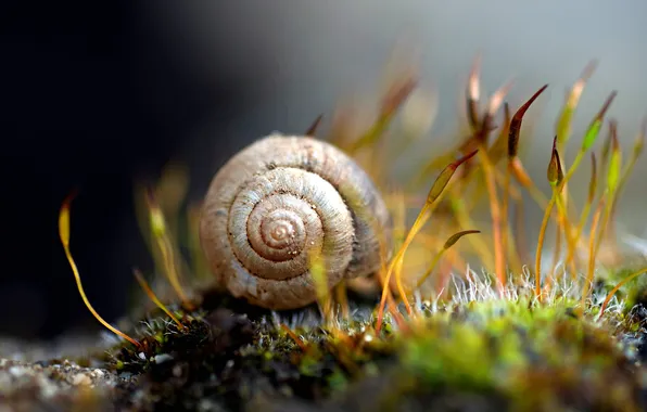 Picture macro, moss, snail, sink
