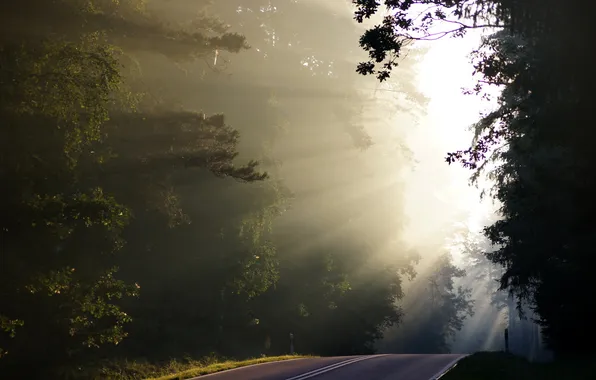 Picture road, light, trees, morning