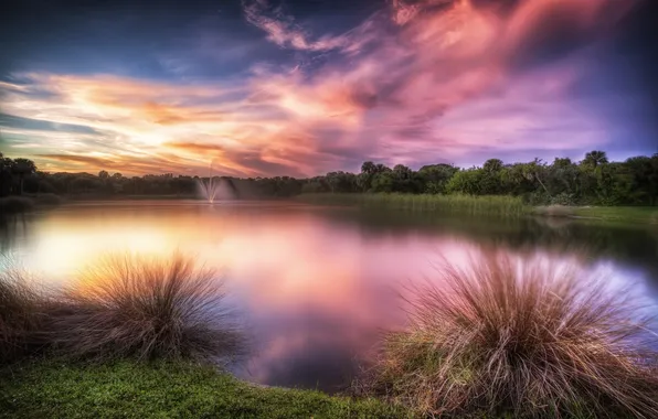 Picture forest, grass, lake, glow, grass, forest, glow, lake