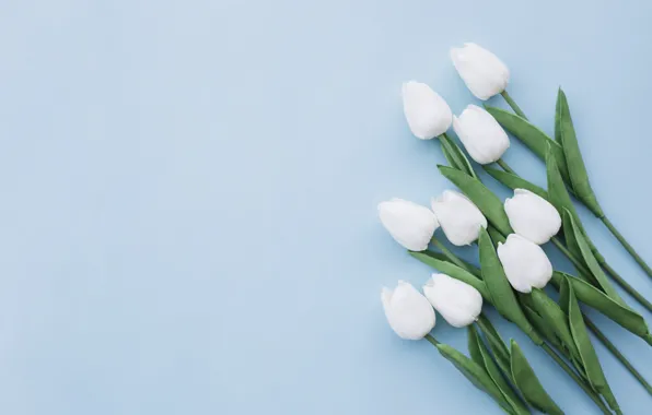 Flowers, background, bouquet, tulips