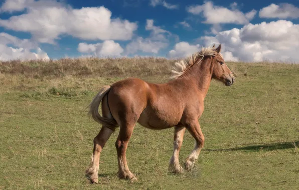 Field, the sky, clouds, blue, horse, horse, spring, walk