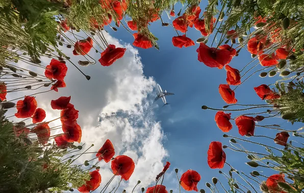 Summer, the sky, clouds, light, flight, flowers, the plane, blue