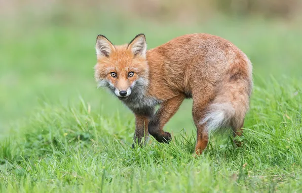 Picture grass, look, glade, Fox, red