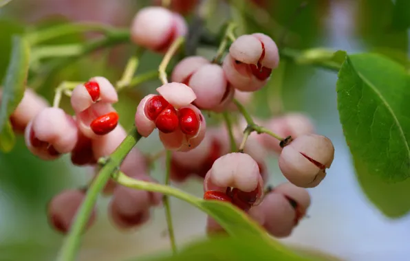 Macro, branches, red, berries, seeds, box